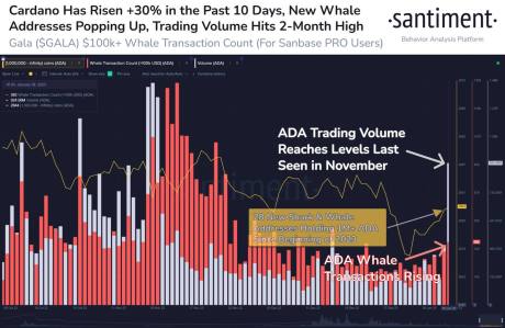 Santiment Stats On Cardano (ADA)