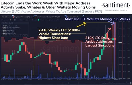 Litecoin whales