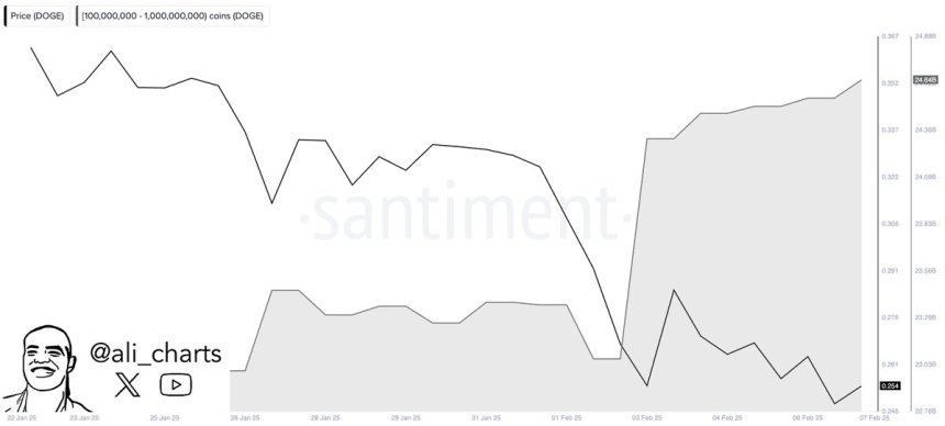 Dogecoin whales buy 100 million in the past 24H | Source: Ali Martinez on X