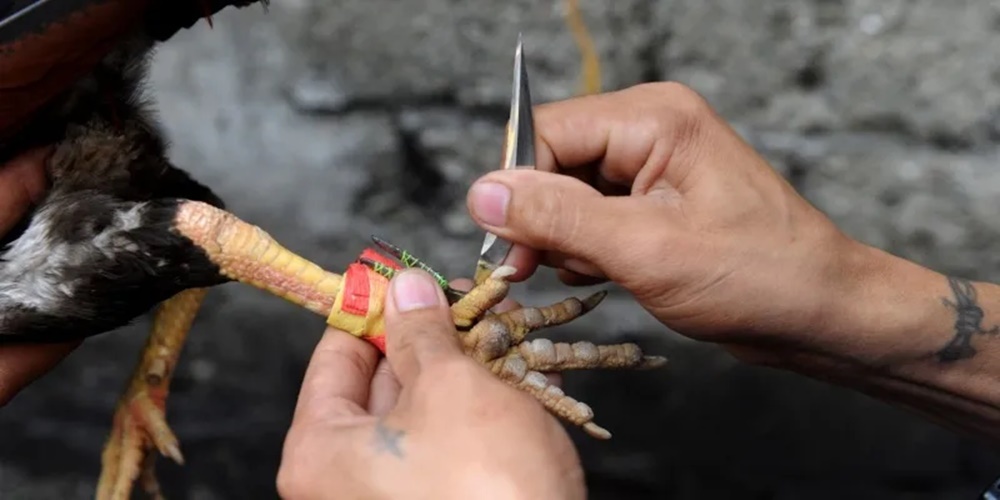 Đá gà cựa dao - một trong các loại hình đá gà phổ biến nhất