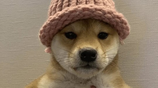 Dogwifhat