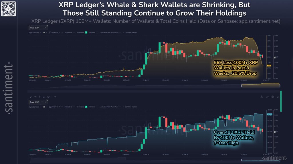 XRP whale activity